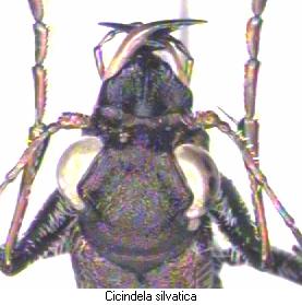 cicindela_silvatica_k.jpg