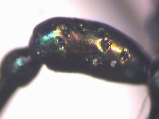 cicindela_silvicola_flr.jpg