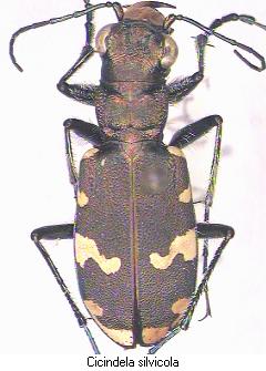 cicindela_silvicola_hab.jpg