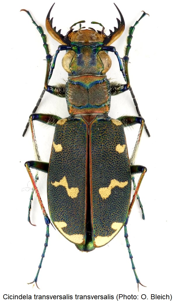 cicindela_transversalis_hab.jpg