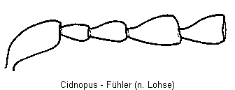 cidnopus_f.gif