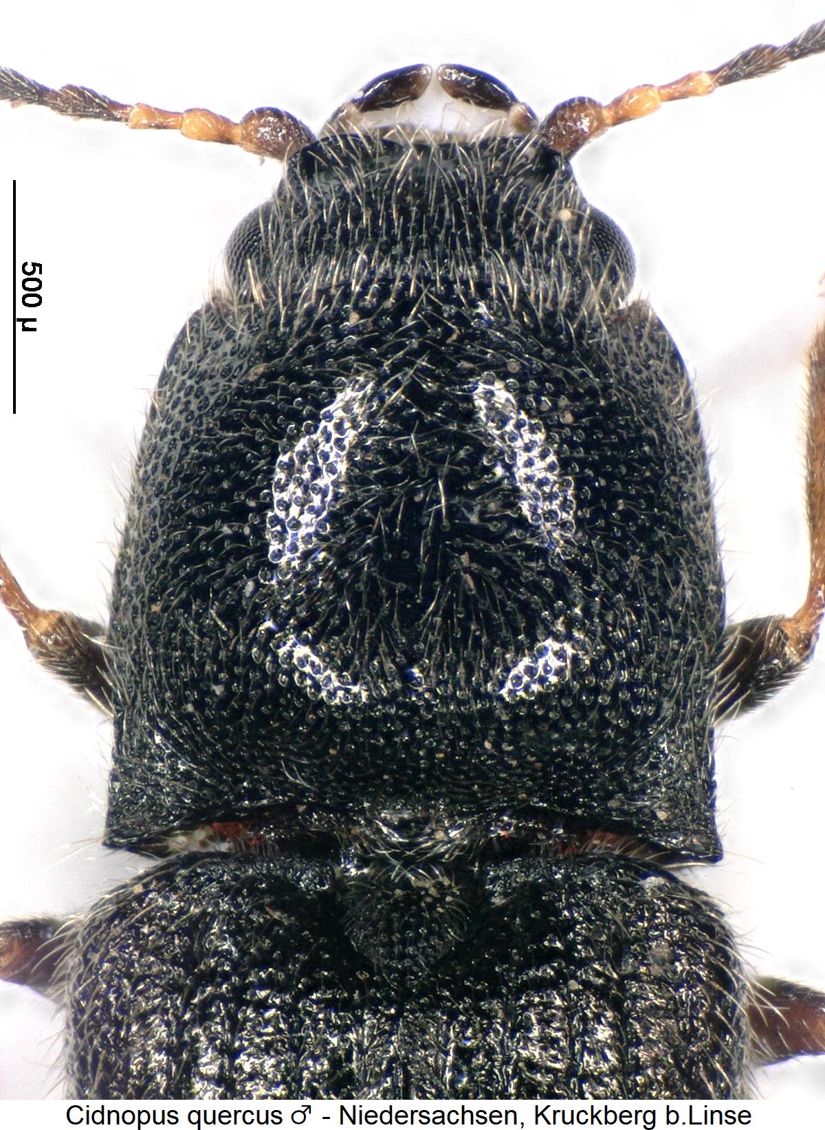 cidnopus_quercus_m_hsch.jpg