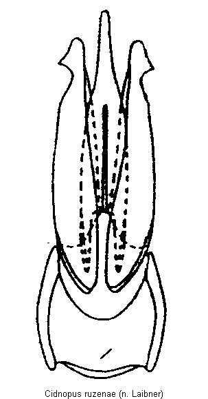 cidnopus_ruzenae.gif
