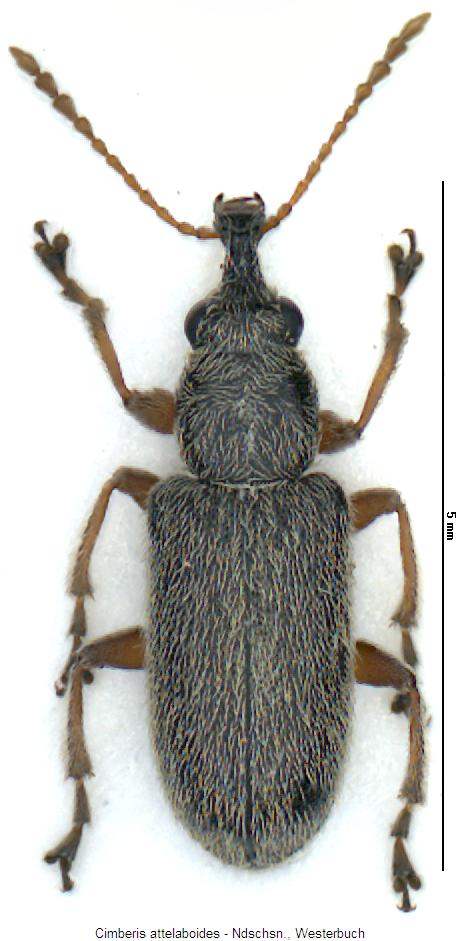 cimberis_attelaboides_hab.jpg
