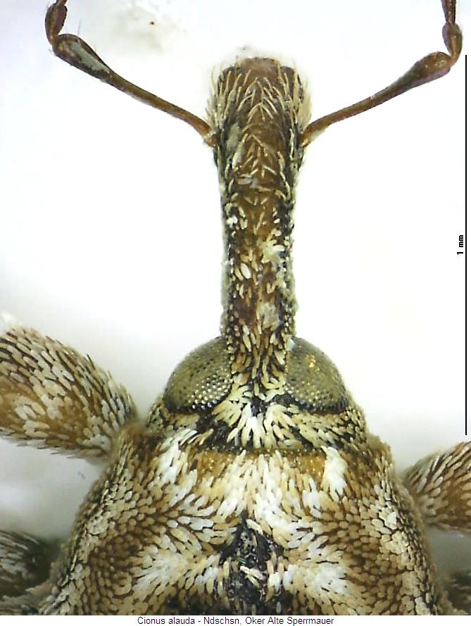 cionus_alauda_k.jpg