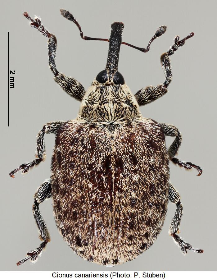cionus_canariensis_hab1.jpg