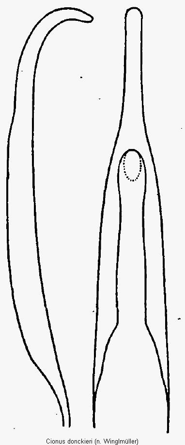 cionus_donckieri.gif