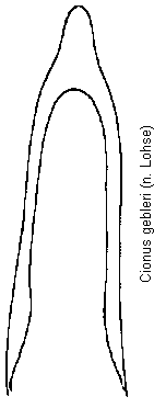 cionus_gebleri.gif
