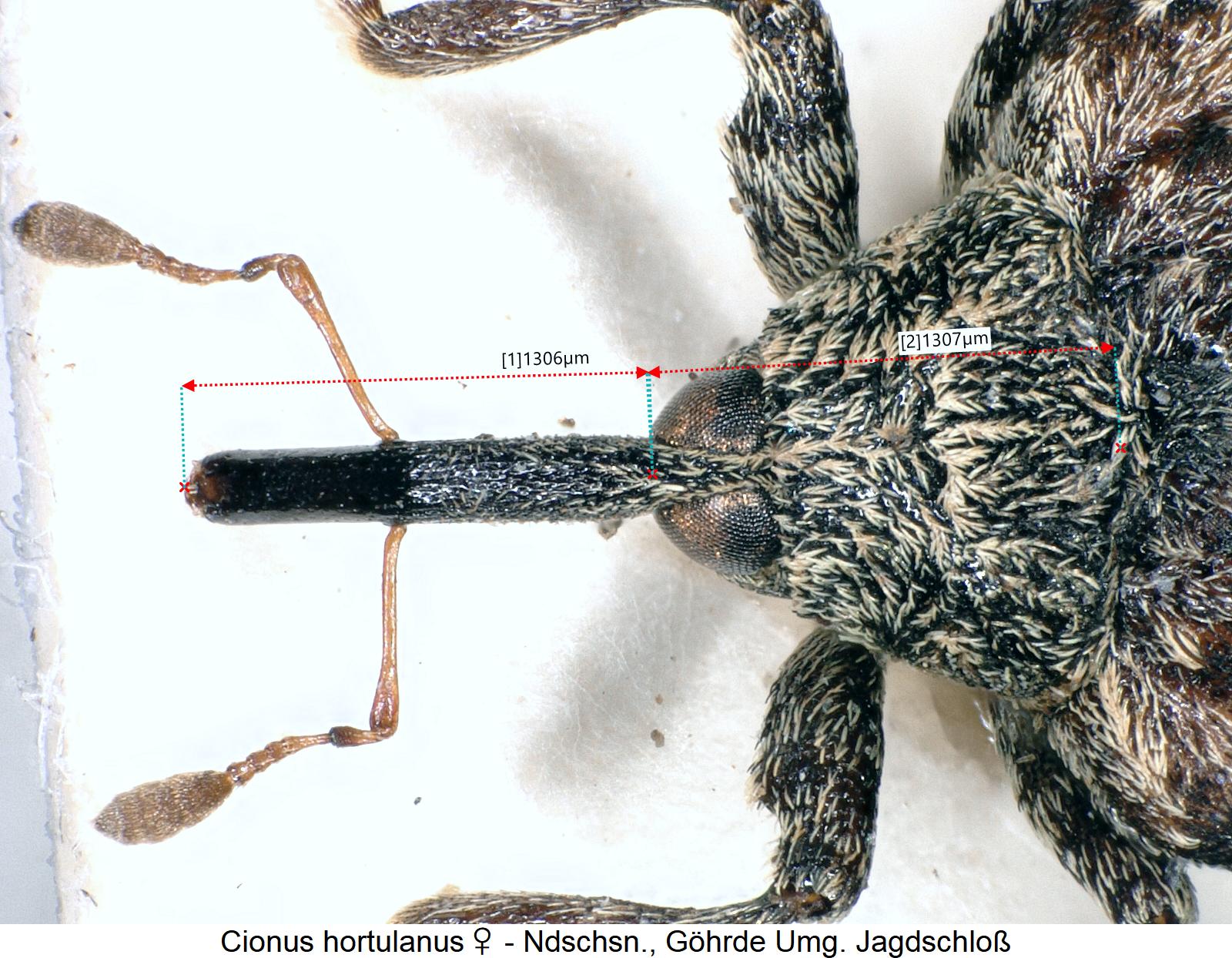 cionus_hortulanus_vk.jpg