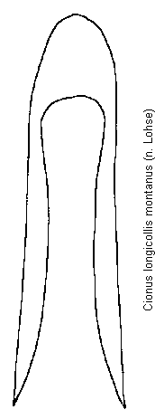 cionus_montanus.gif