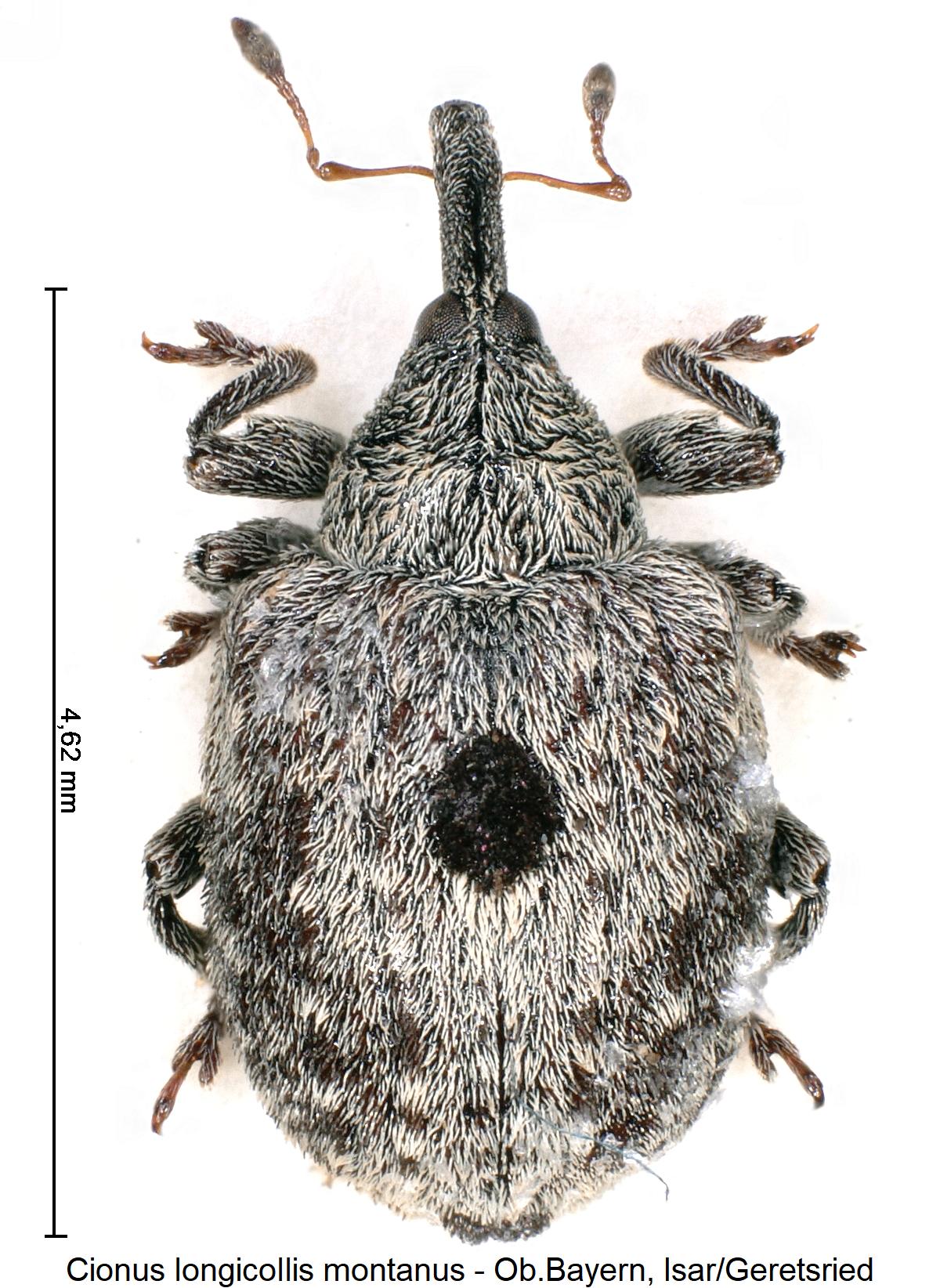 cionus_montanus_hab.jpg