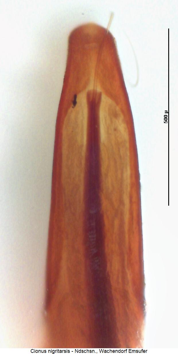 cionus_nigritarsis.jpg