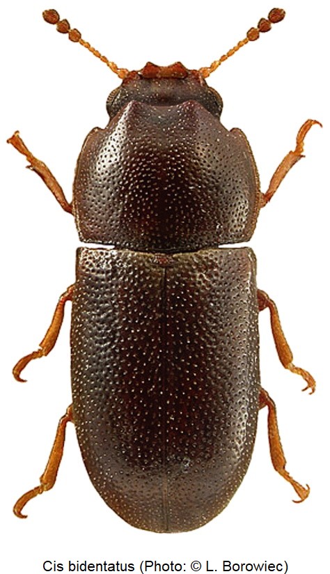 cis_bidentatus_hab_bor.jpg