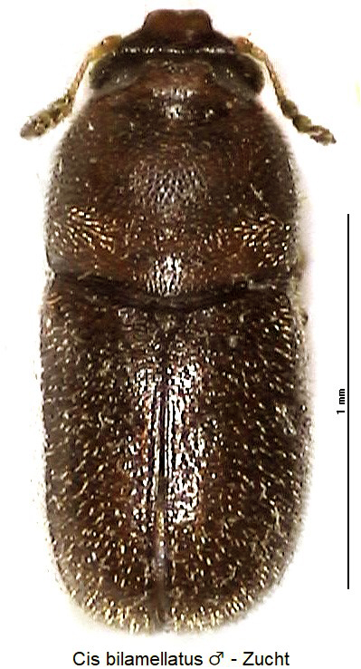 cis_bilamellatus_hab-20240204.jpg