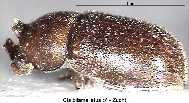 cis_bilamellatus_sa-20240204.jpg