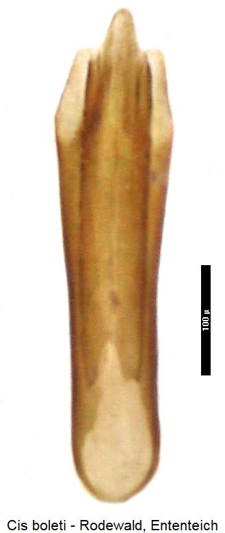 cis_boleti3-20240204.jpg