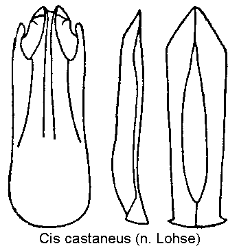 cis_castaneus.gif