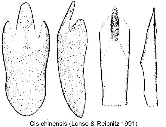 cis_chinensis-20240204.gif