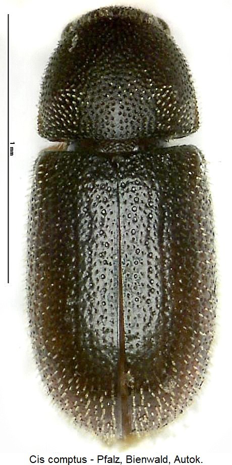 cis_comptus_hab-20240204.jpg
