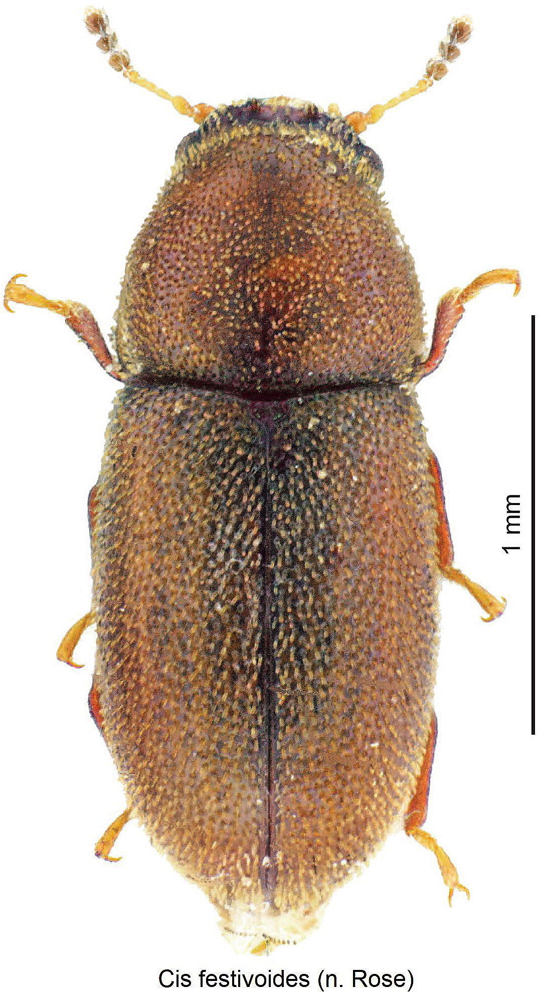 cis_festivoides_hab-20220201.jpg