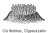 cis_festivus_zahn_rbn.jpg