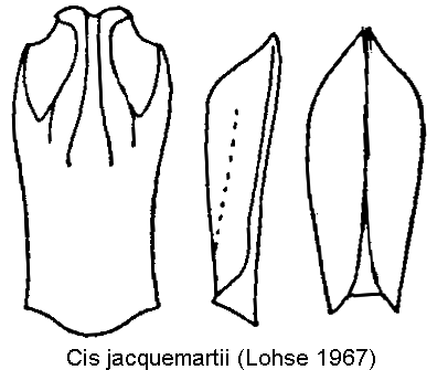 cis_jacquemartii-20220201.gif