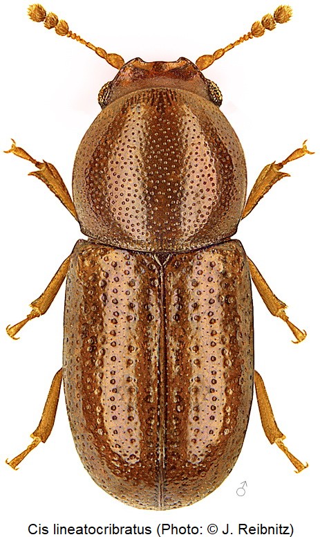 cis_lineatocribratus_hab_rbn.jpg