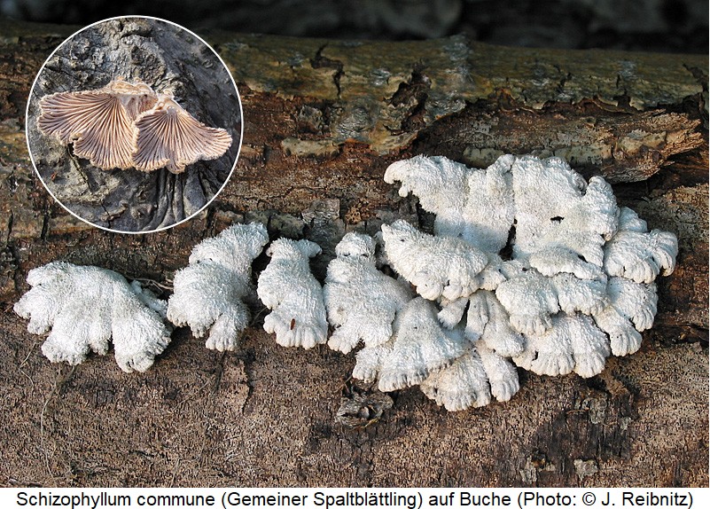 cis_lucasi_schizophyllum_rbn.jpg