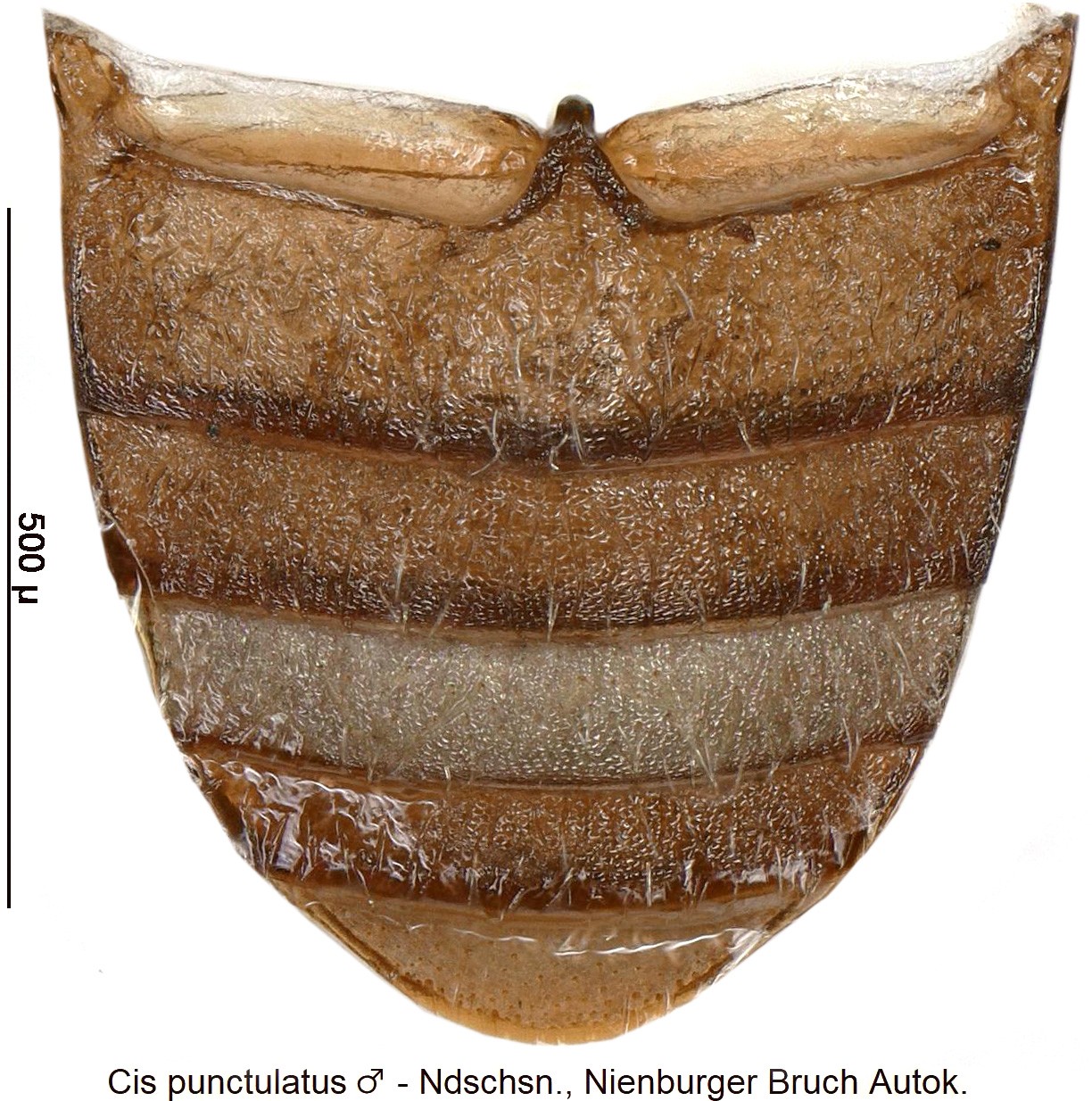 cis_punctulatus_m_abd.jpg