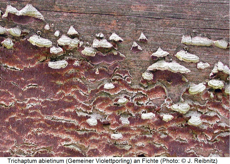 cis_punctulatus_trichaptum_rbn.jpg