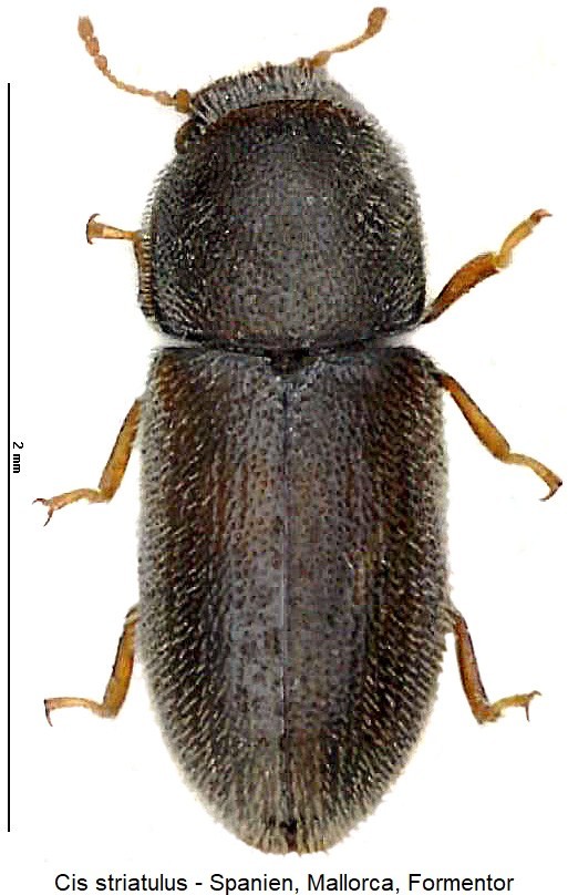 cis_striatulus_hab.jpg