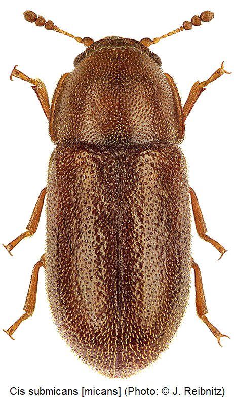 cis_submicans_hab_rbn.jpg