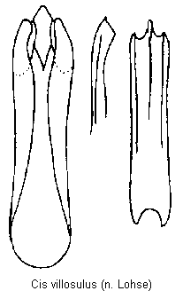 cis_villosulus.gif