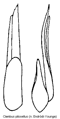 clambus_pilosellus.gif