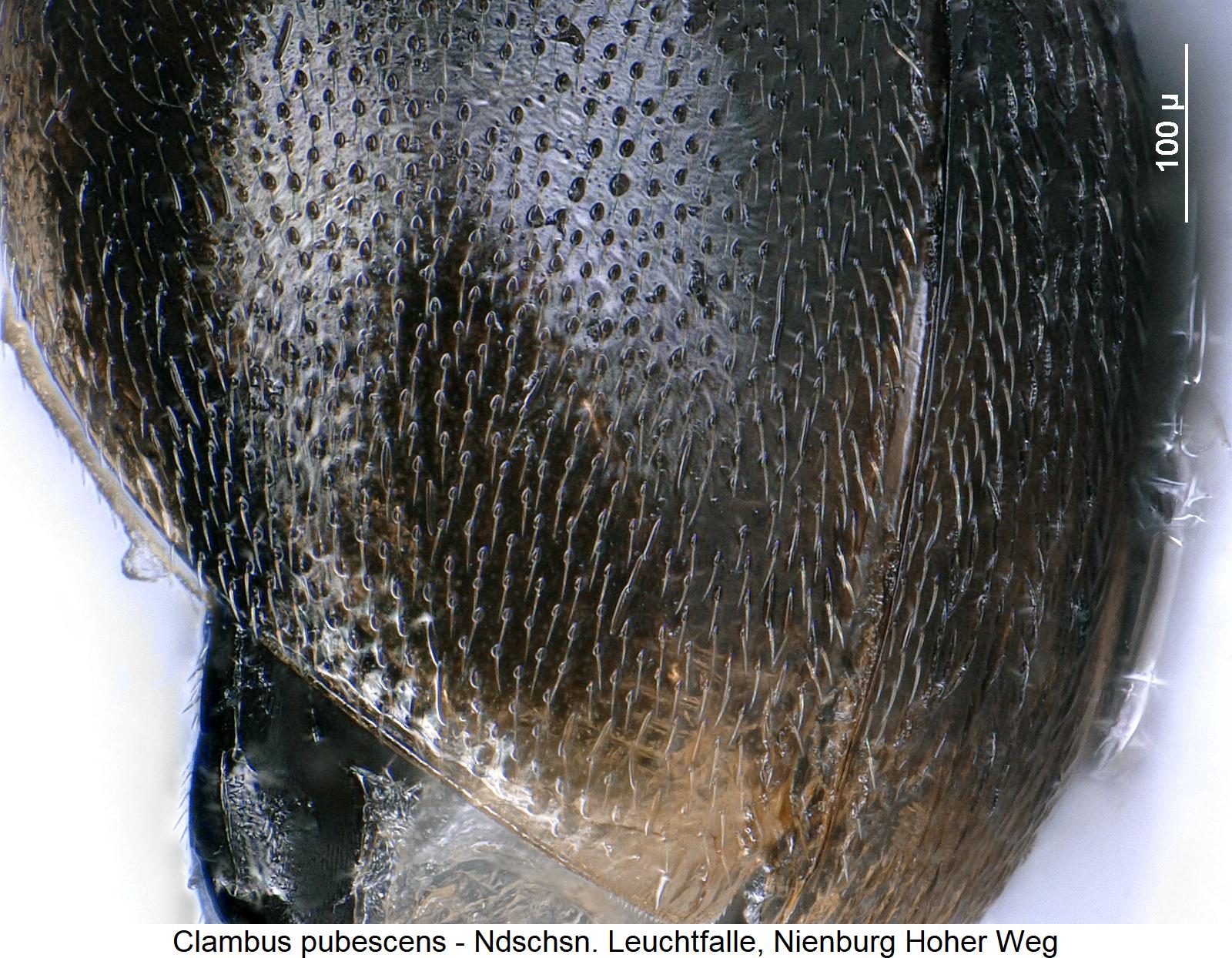 clambus_pubescens_os.jpg