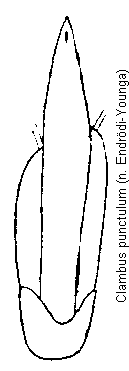 clambus_punctulum.gif