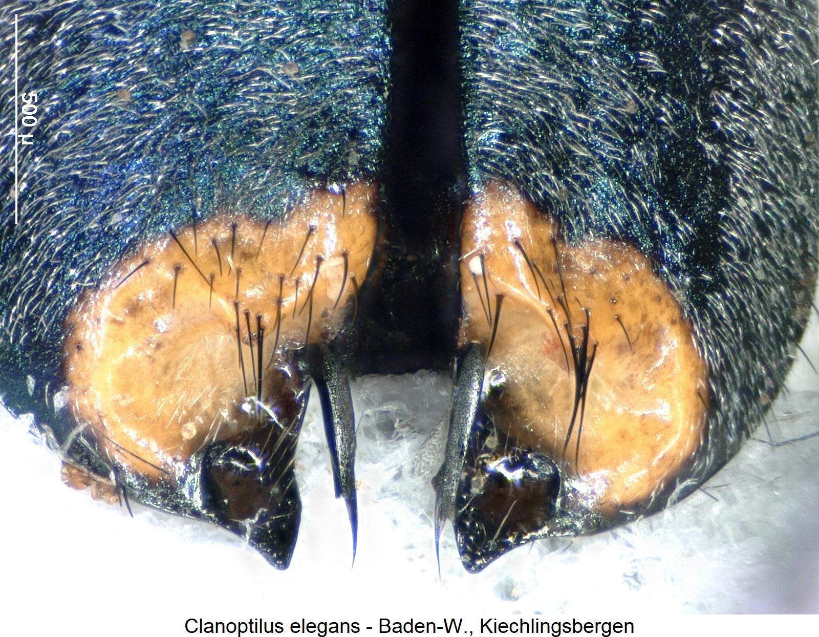 clanoptilus_elegans_excitator.jpg