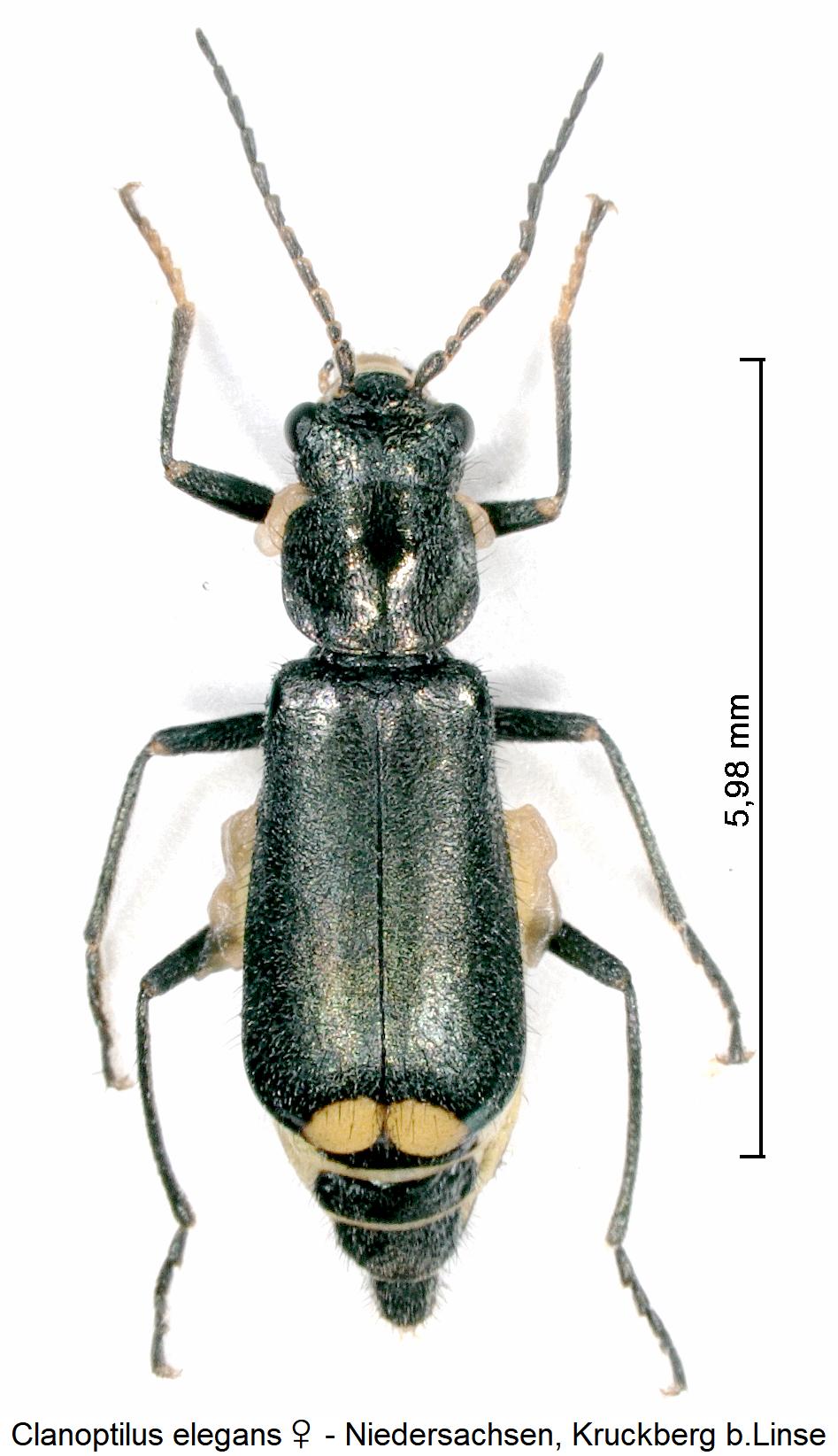 clanoptilus_elegans_w_hab.jpg