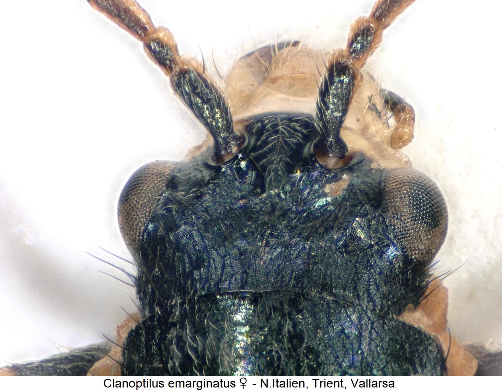 clanoptilus_emarginatus_w_k.jpg