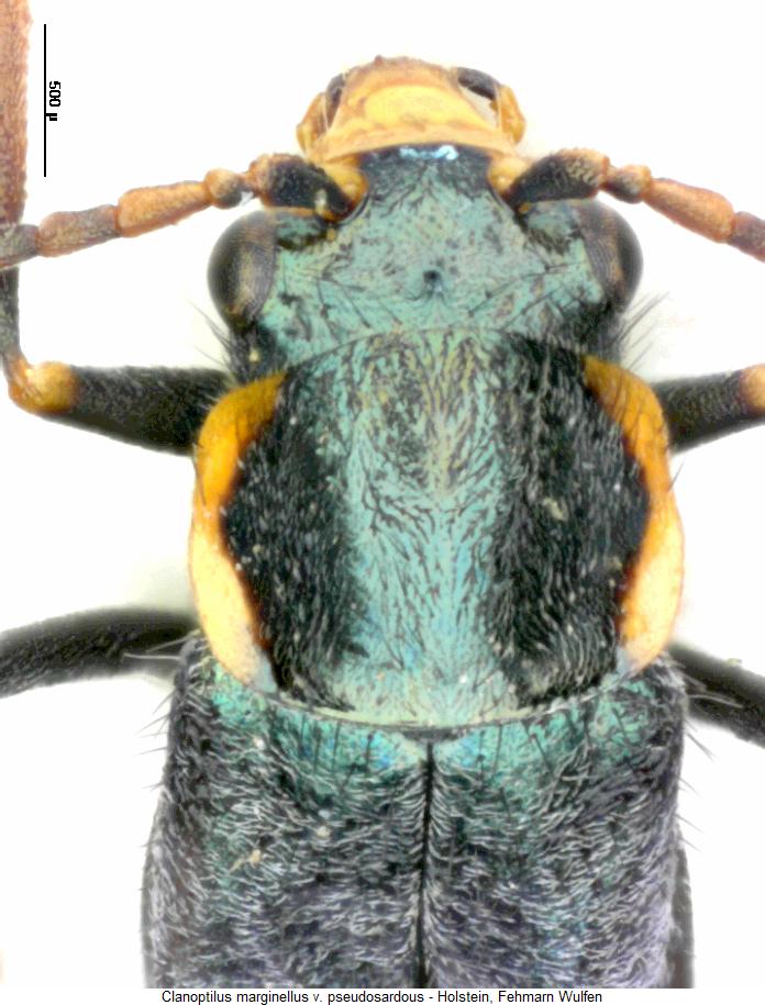 clanoptilus_pseudosardous_vk.jpg