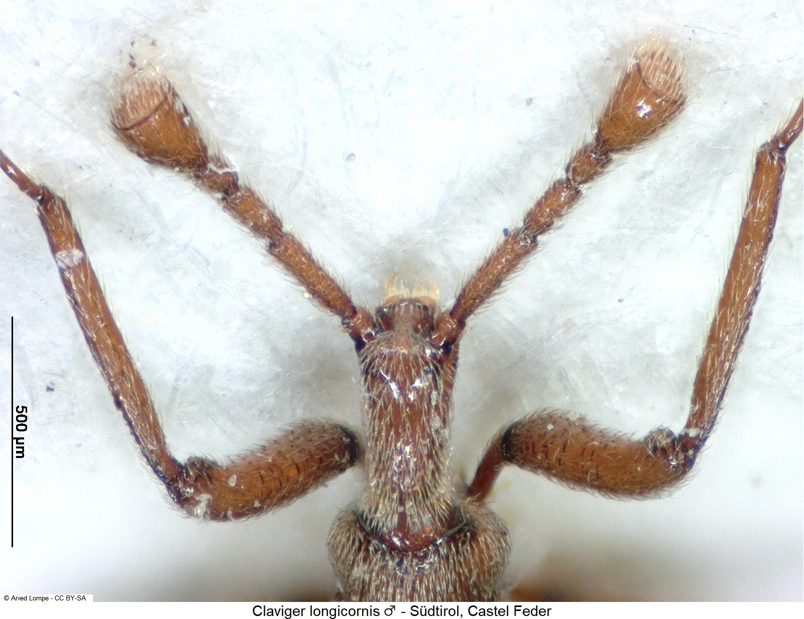claviger_longicornis_m_$30040011_vk.jpg