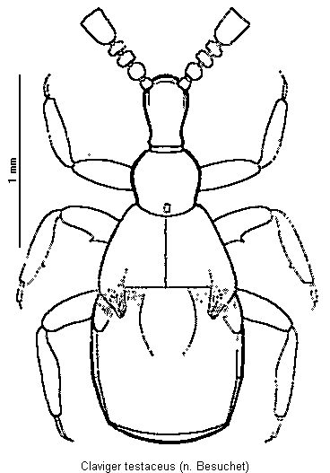 claviger_testaceus_hab.gif
