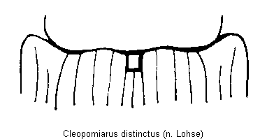 cleopomiarus_distinctus_fld.gif
