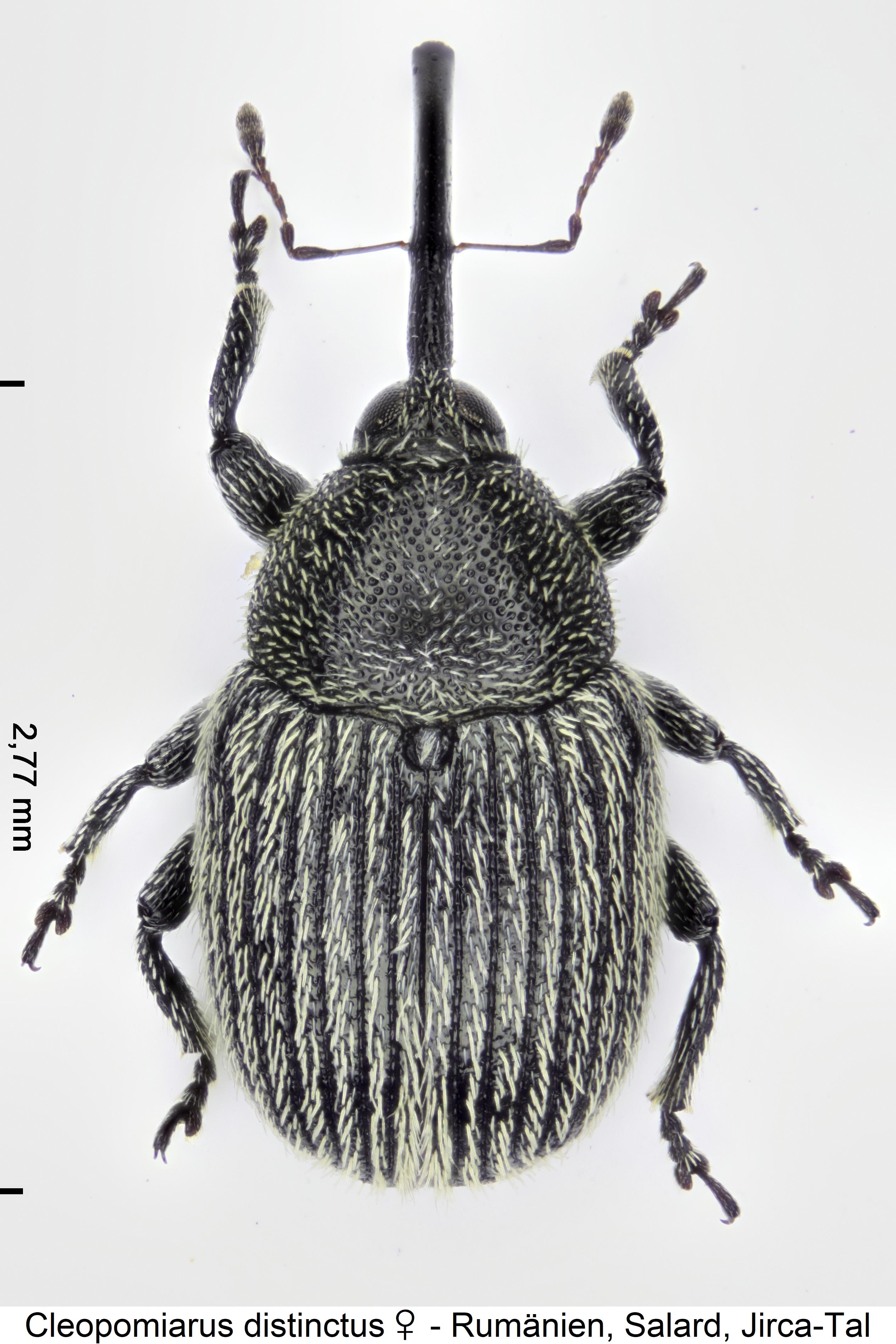 cleopomiarus_distinctus_hab.jpg