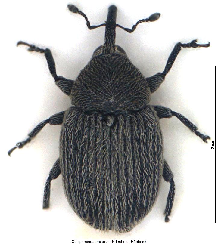 cleopomiarus_micros_hab.jpg