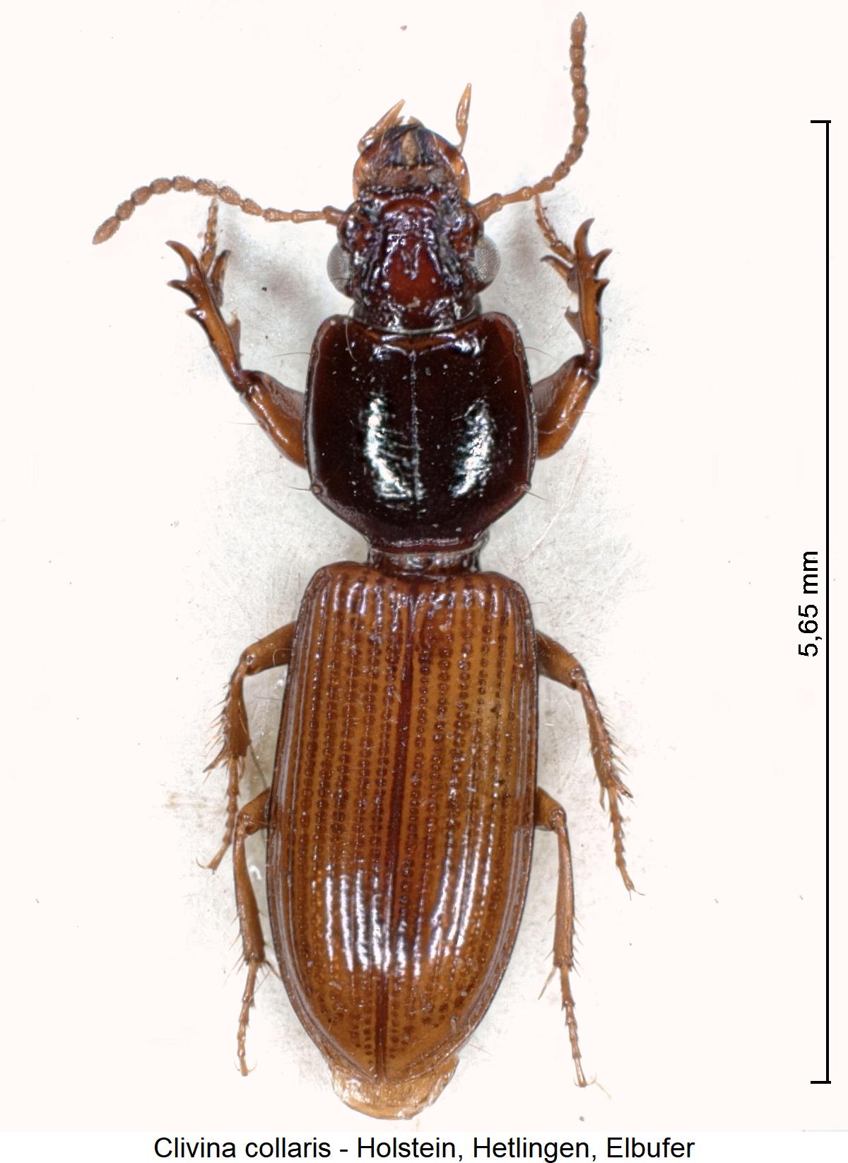 clivina_collaris_hab.jpg