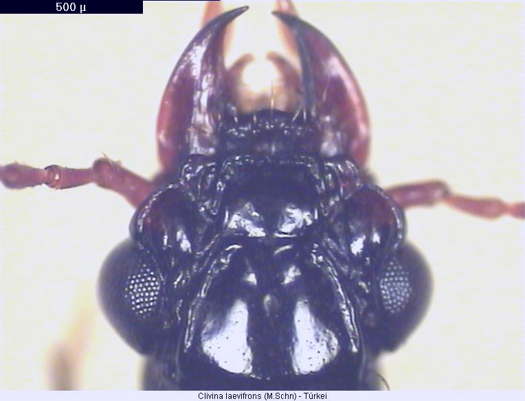clivina_laevifrons_k.jpg