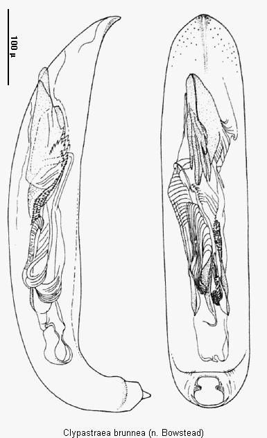clypastraea_brunnea.gif