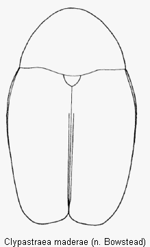 clypastraea_maderae_hab.gif