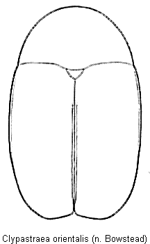 clypastraea_orientalis_hab.gif